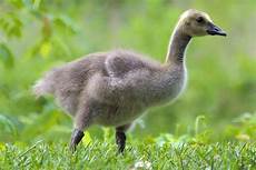 Newborn Sling