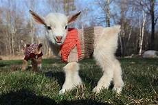Tiny Baby Clothes