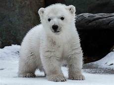 Winter Baby Grows
